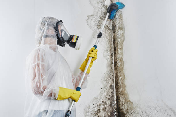 Best Home Mold Removal  in Negaunee, MI