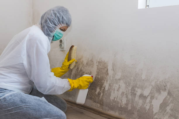 Best Fast Mold Removal  in Negaunee, MI