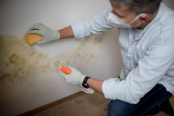 Best Certified Mold Removal  in Negaunee, MI