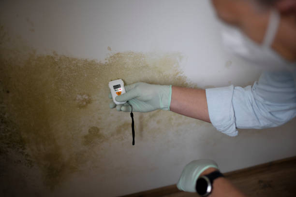 Best Affordable Mold Removal  in Negaunee, MI