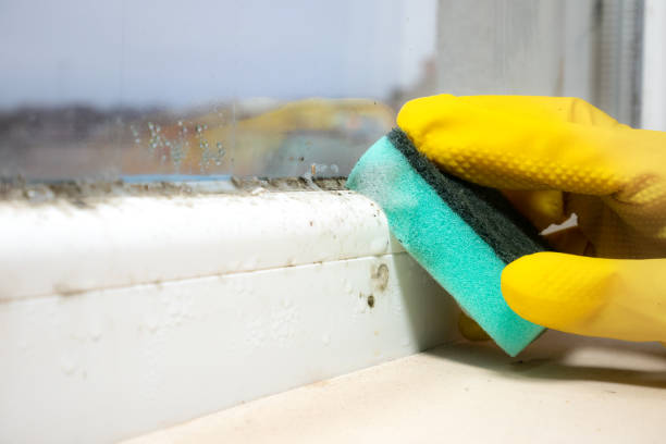 Professional Mold Removal in Negaunee, MI