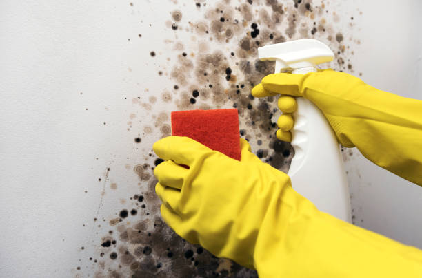 Best Local Mold Removal Service  in Negaunee, MI