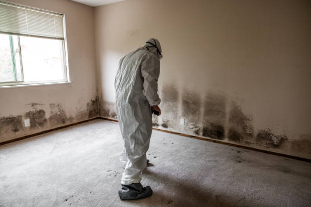 Best Certified Mold Removal  in Negaunee, MI