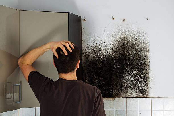 Best Professional Mold Removal  in Negaunee, MI