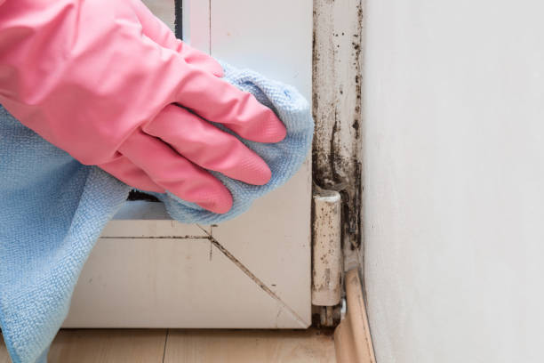 Mold Removal and Inspection